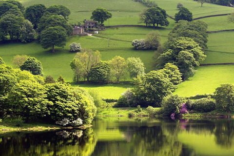 哪里有批发精品格桑花种子？