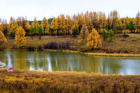 北京哪里有卖泡桐种子的？