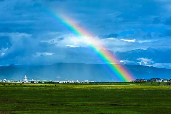 跳蚤咬了会不会携带病毒